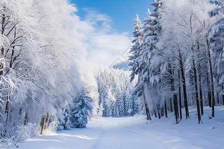 雪路树林中雪路的美丽景观背景