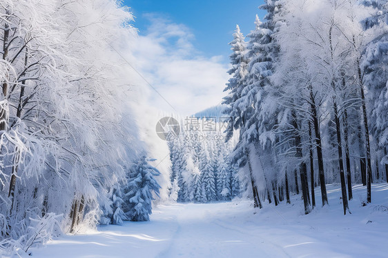 林中雪路的美丽景观图片