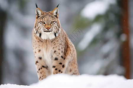 冬季雪山中的猎豹图片