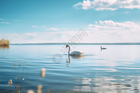 湖水里的天鹅背景图片