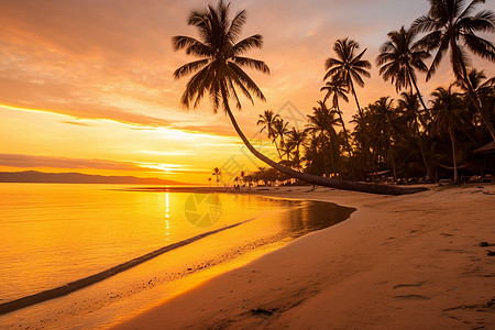 椰子树海滩沙滩盘的椰子树背景