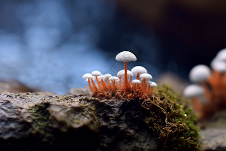 青苔石头上的蘑菇群图片