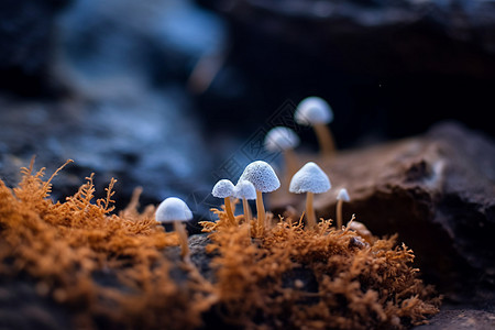 白岩石岩石上的白蘑菇背景