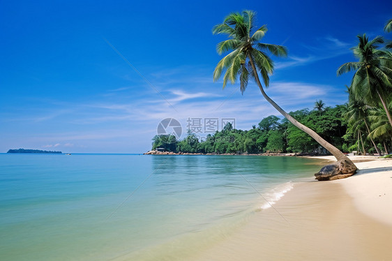 海滩边上的椰子树图片