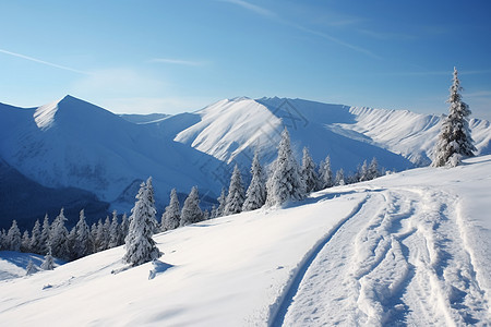 冬日雪景下的苍松图片