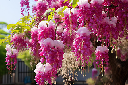 春天的花园图片