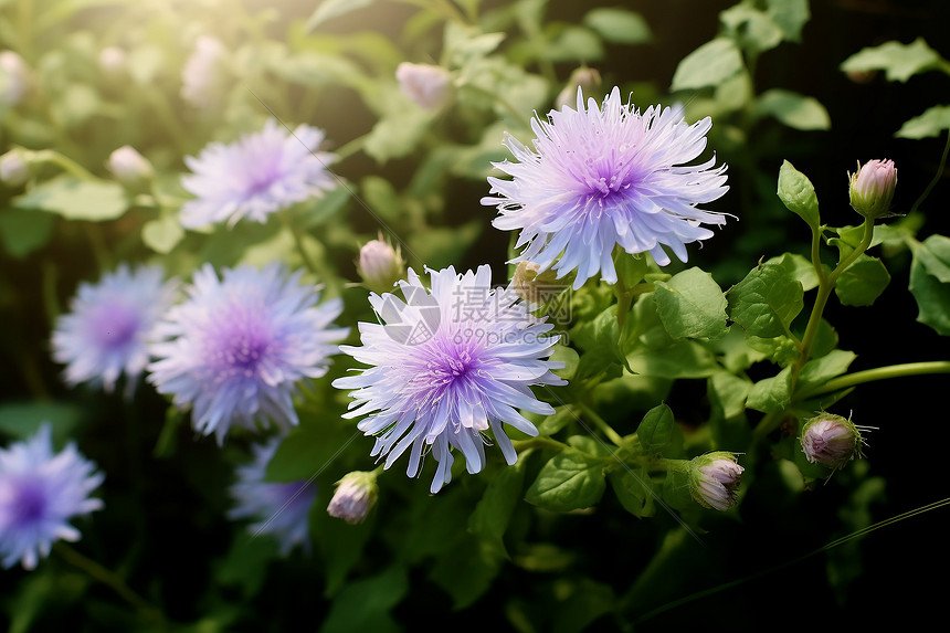 白里透紫的花海图片