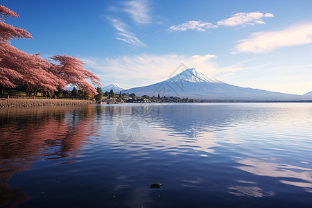 富士山晨映湖岸图片