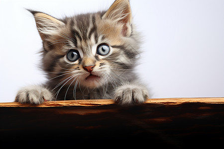 可爱小猫在木桌上俯视图片