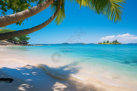 热带海滩上的椰子树和清澈蓝色海洋图片