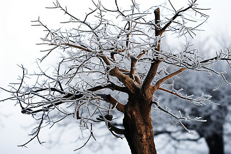 寒冬之下枯树被冰雪包围图片