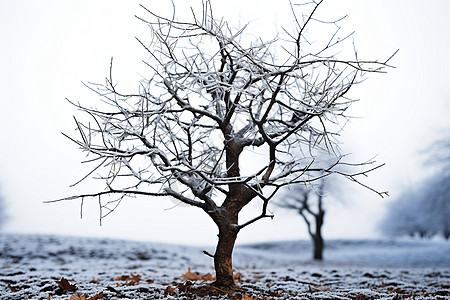 冬日雪中的孤树图片