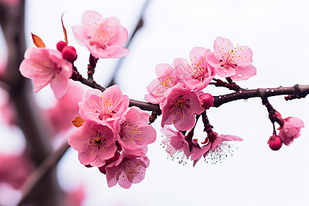 花园中的美景。背景图片