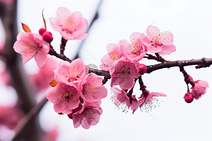 花园中的美景。图片