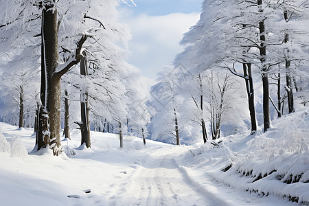 冬日白雪初霁背景图片