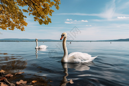 湖中优雅的天鹅图片