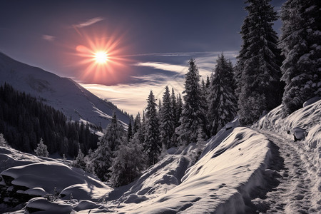 美丽的冬季森林景观图片