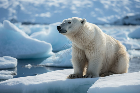 强壮的北极熊图片