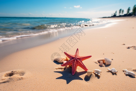 沙滩上的贝壳和海螺图片