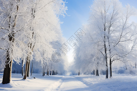 景观道路白雪森林的美丽景观背景