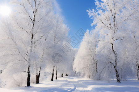 白雪覆盖的森林景观图片