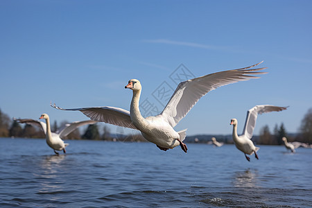 飞翔的白天鹅背景图片