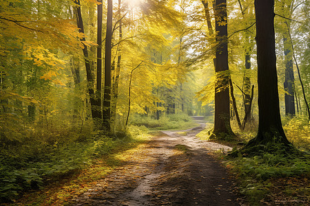 金黄色的秋季森林景观高清图片