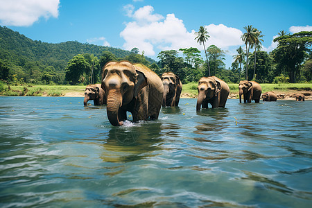 河流中迁徙的象群图片