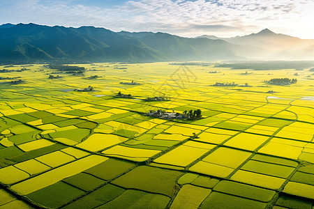 阳光稻田阳光下广阔的稻田背景