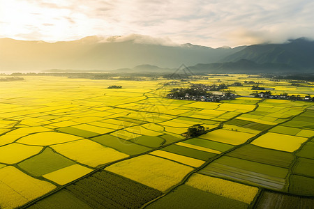 黄色稻田广阔的稻田背景