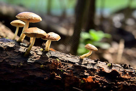 废木头上的蘑菇图片
