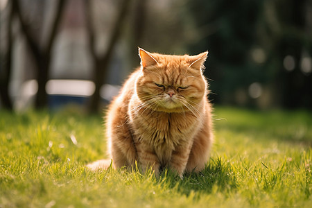 慵懒的小猫在草坪上坐着图片