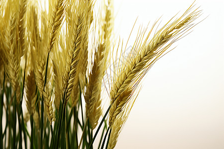 田野中的金色小麦背景图片