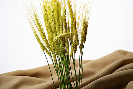种植的小麦背景图片