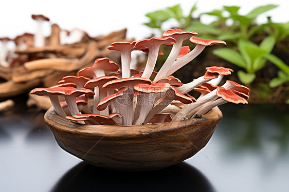 种植的菌菇药材图片