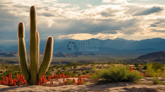 沙漠中的仙人掌植物图片