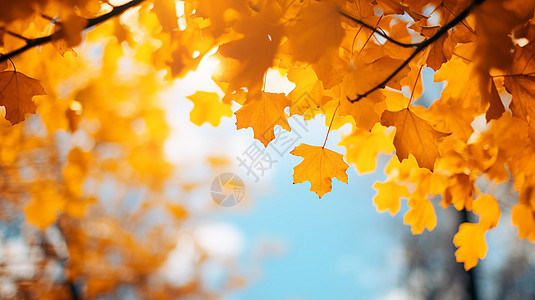 树枝天空秋日里的自然风光背景