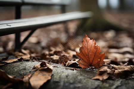 秋天的落叶图片