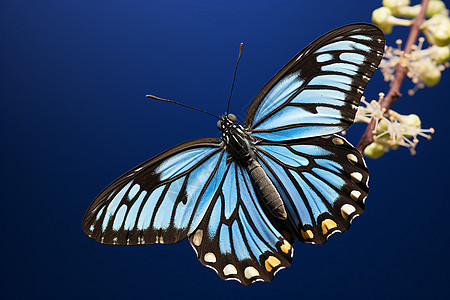 蓝蝴蝶与花共舞图片