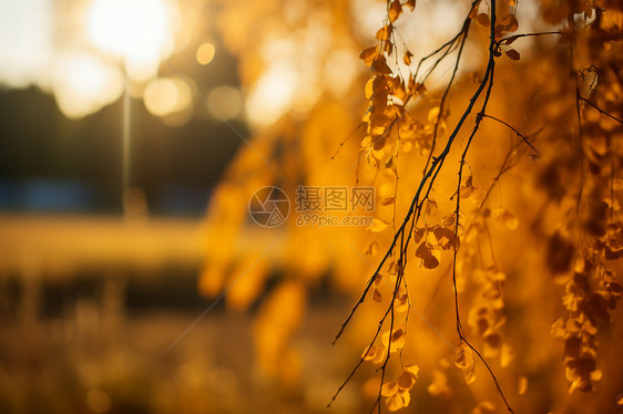 秋日阳光下的树枝图片