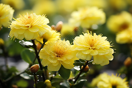 春日花园中的一簇黄花图片