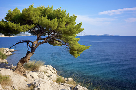孤独的树立于悬崖之上图片