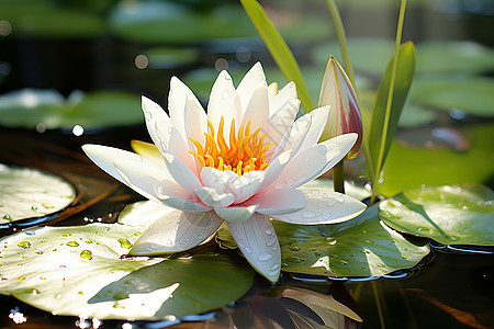 水池中漂浮的花朵图片