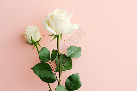 浪漫白玫瑰白玫瑰花束高清图片