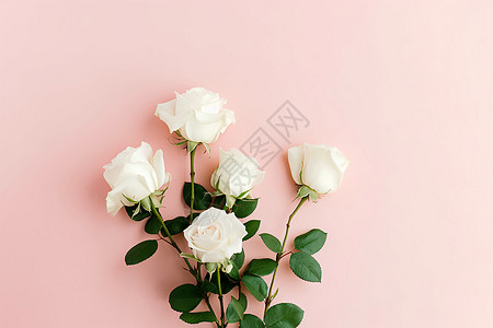 白玫瑰的浪漫静物照片高清图片