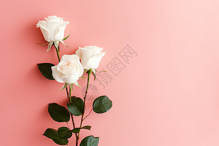 浪漫的玫瑰图片