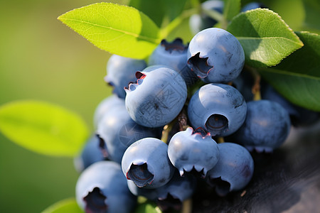 一串饱满果实的蓝莓图片
