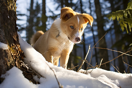 一只狗在白雪覆盖的森林中图片