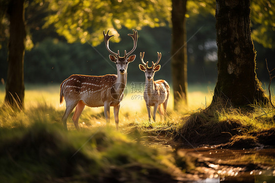 森林中两只鹿图片