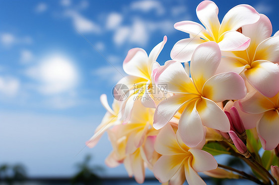 夏日花海的美丽景观图片